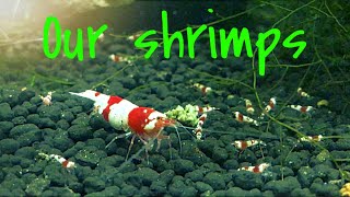 Fish Room Tour- Our Shrimp, Crystal Red and Cherries