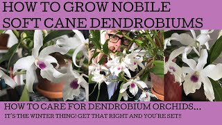 How to grow and care for Dendrobium soft cane Nobile orchids. screenshot 1