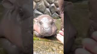 gd hạnh phúc #funny #comedy