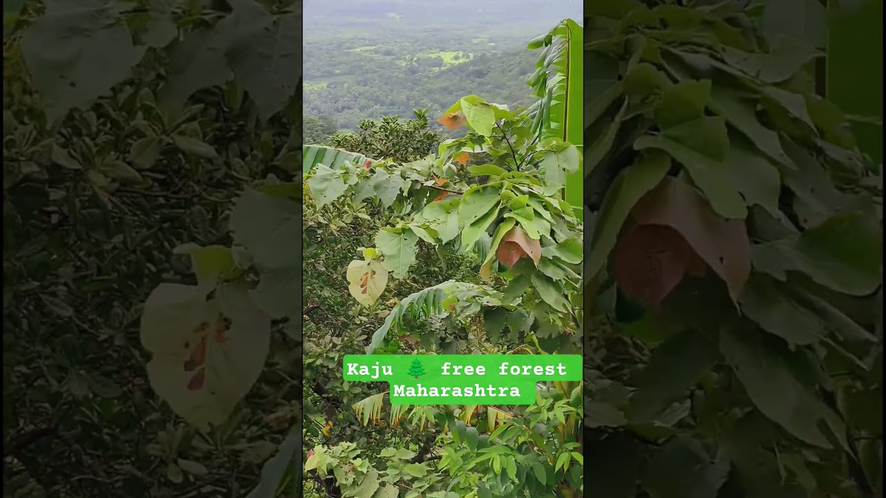 Mystical Monsoon Views of Dodamarg, Maharashtra