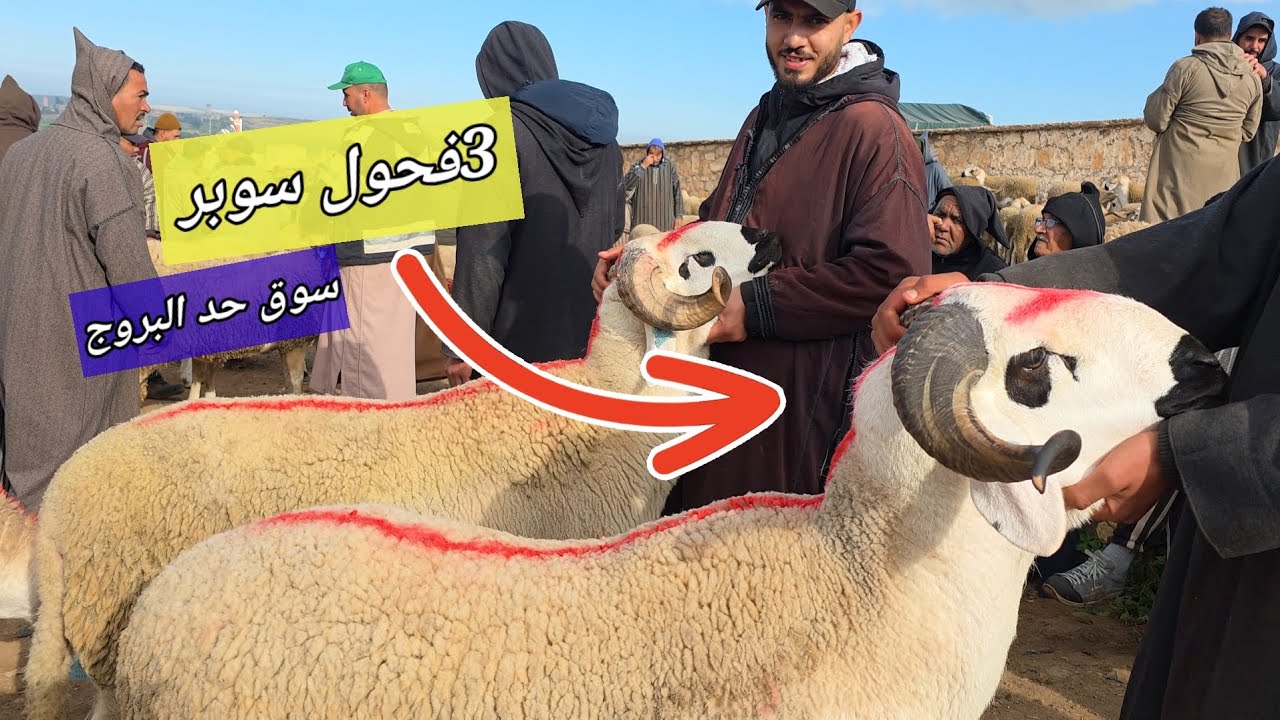 اليوم من سوق البروج 08\03\2026مع التمن حولي خير موجود🐑