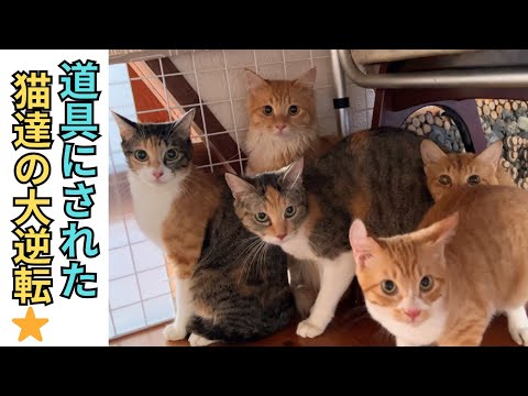 やまねこ断捨離中　6点 116】多頭崩壊現場レスキュー猫達が昨年中に全頭❗️1頭は寿命