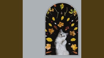 Pulsating Quiet Kitten