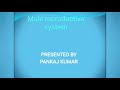 Part 1, chapter 3 Human reproduction , male reproductive system