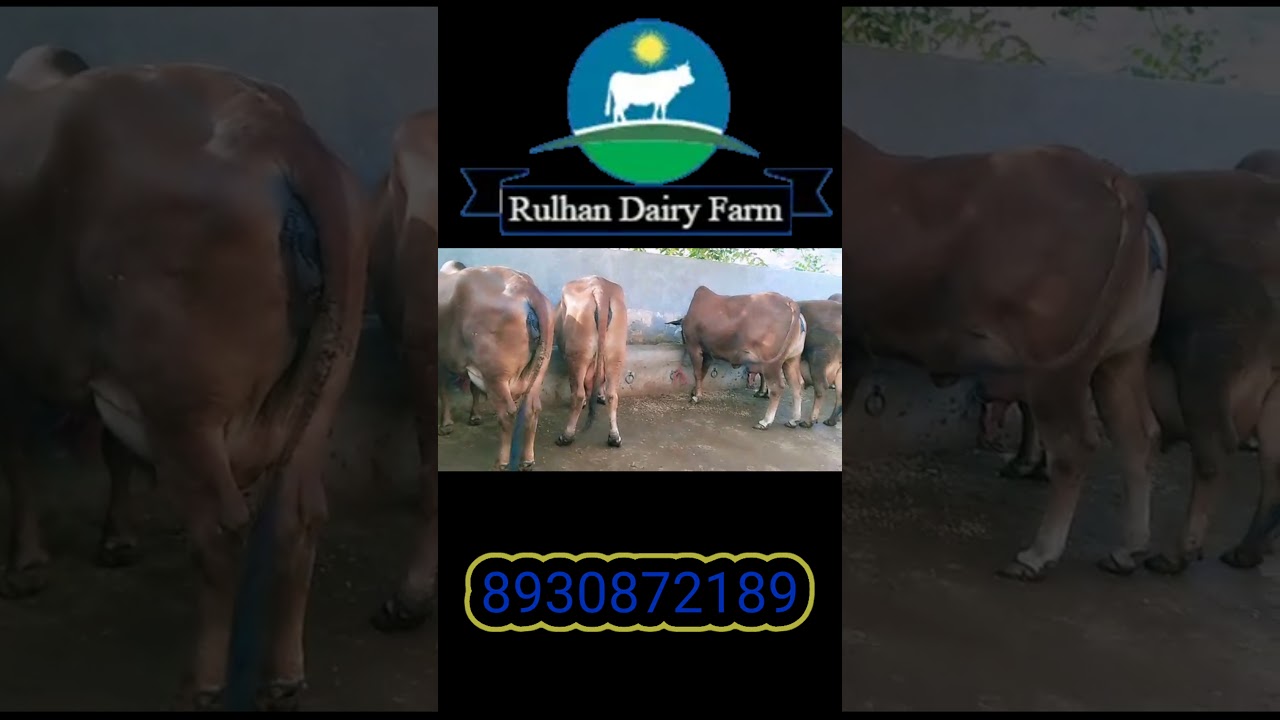 Sahiwal cow supplier in karnal (Rulhan dairy farm)