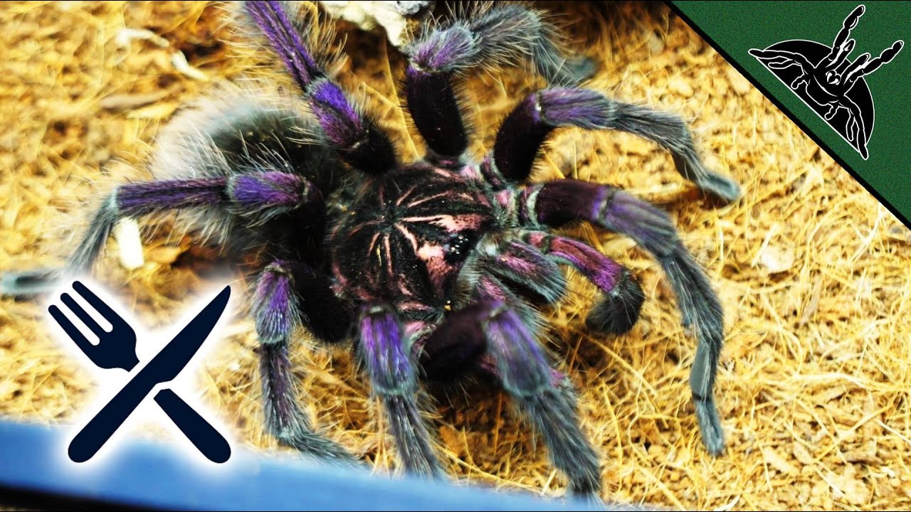 FEEDING some NEW TARANTULAS!