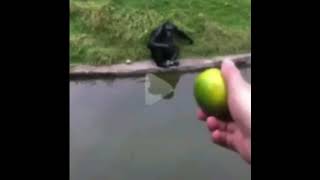 как наебать обезьяну