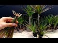 How to grow dracaena plants from cuttings