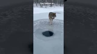 The Wolf Didnt Want Food He Wanted Help 