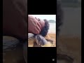 yaju &u を歌う魚　#野獣先輩 #shorts