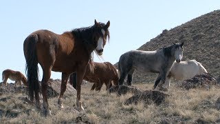 The Story of America's Wild Horses and Burros