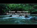 MALUS14 Crystal-Clear Forest Stream A Peaceful Outdoor Adventure Spot
