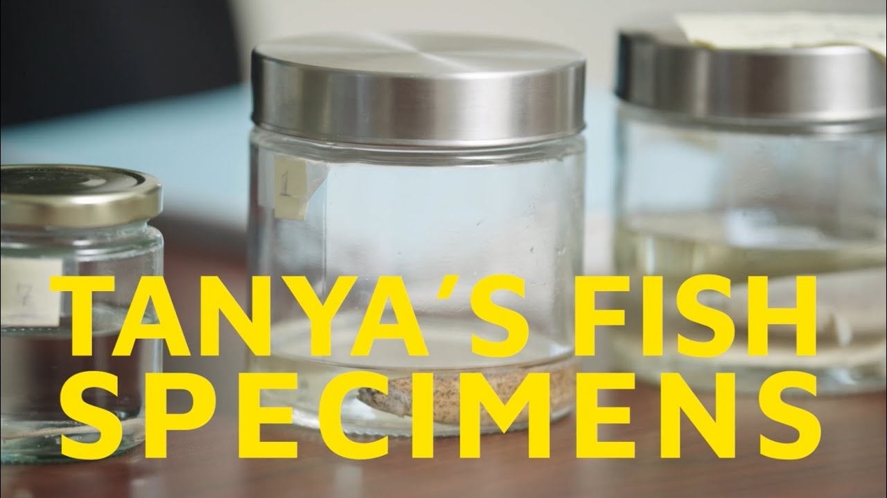 Gespe'gewa'gi: The Last Land S2 - Tanya's Fish Specimens