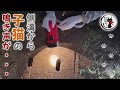 【緊急保護】3日間側溝の中で助けを求めて鳴いていた子猫を救出！