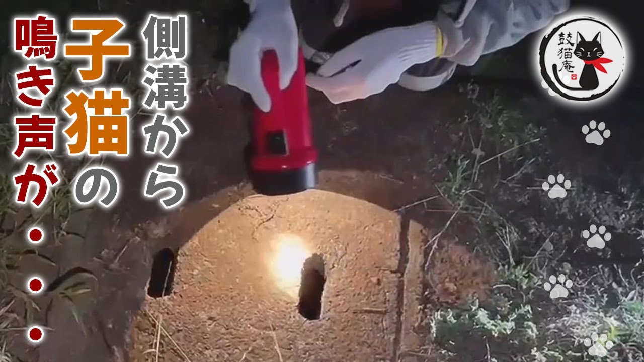 【緊急保護】3日間側溝の中で助けを求めて鳴いていた子猫を救出！