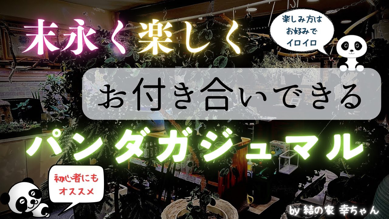 【パンダガジュマル🐼】こんなにも色々と末永く楽しめる‼️