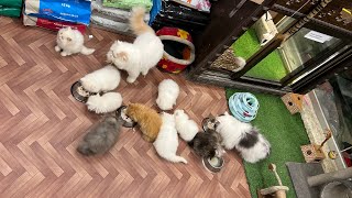 Persian Cats Prices | Cats Market | Persian Cats For Sale | Cats Shop | Long Hair Cats Price | Cats by Lahore Pets  1,858 views 6 months ago 6 minutes, 9 seconds