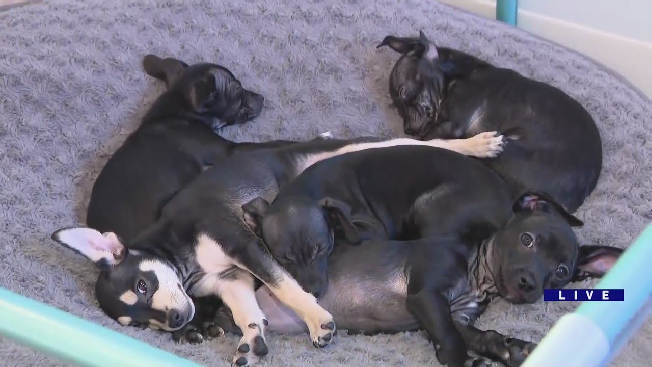 Around Town - Second City Canine Rescue