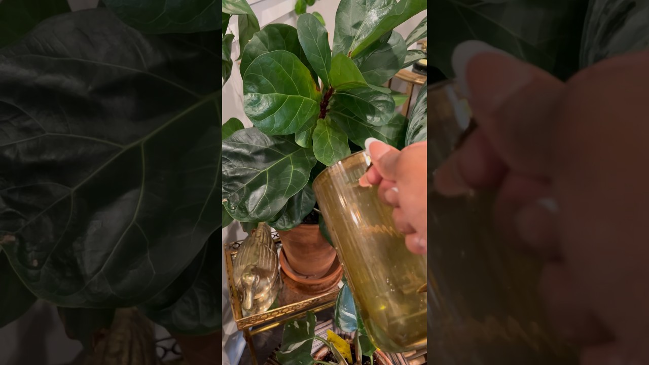 Удобряю более 40 комнатных растений универсальным удобрением Miracle-GRO | Black Plant Mom