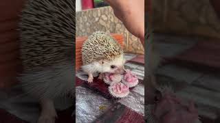 Mommy and babe #hedgehoglover #mommybaby #animals #hedgehog #cute