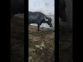 Bhivandi Mandi 90000 ka bada #viral #trending #mandi