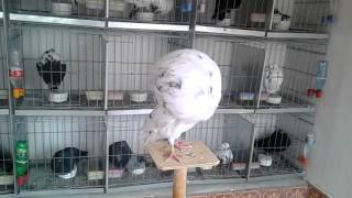 Pigeon Sidi Slimane Buchon Gaditano Palomas Gaditanas कबतर