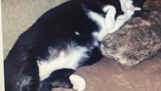Fattest Cat