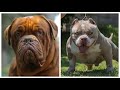 ToP 5  PERROS que ASUSTAN pero que son INOFENSIVOS