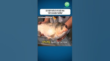 Cá Chép Châu Á Và Cuộc Đua Bắt Cá Nhận Thưởng #shorts #khampha #danhbatca