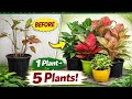 Aglaonema Propagation | Fix Leggy Aglaonema & Multiply It FAST (Spring Guide)