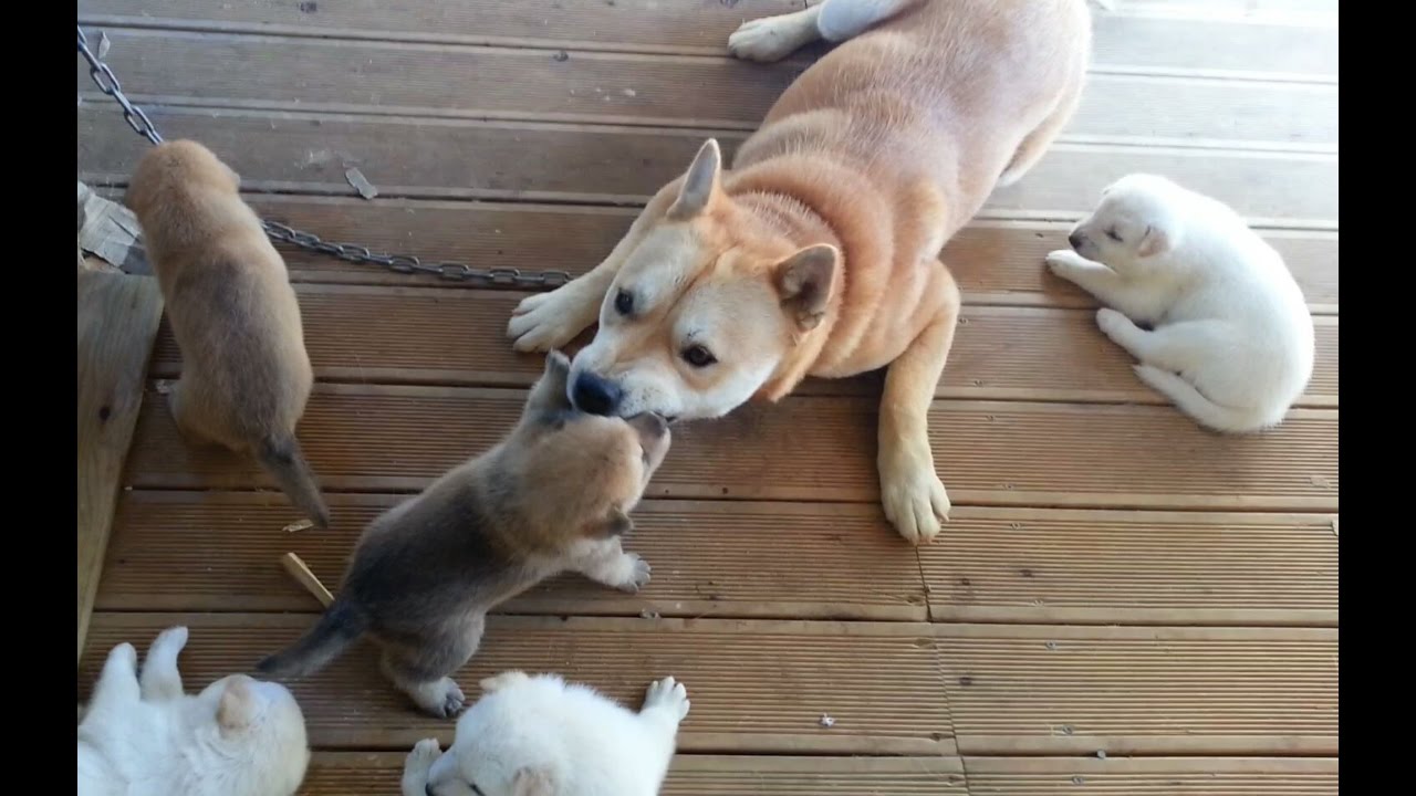 [4] 아빠 진돗개 금동이의 어설픈 육아기술 / Papa dog's Parenting skill