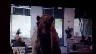 GEICO Hump Day Camel Commercial