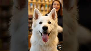 Weißer Schäferhund im Futtergeschäft... ^^ - Der begehrte Hummer