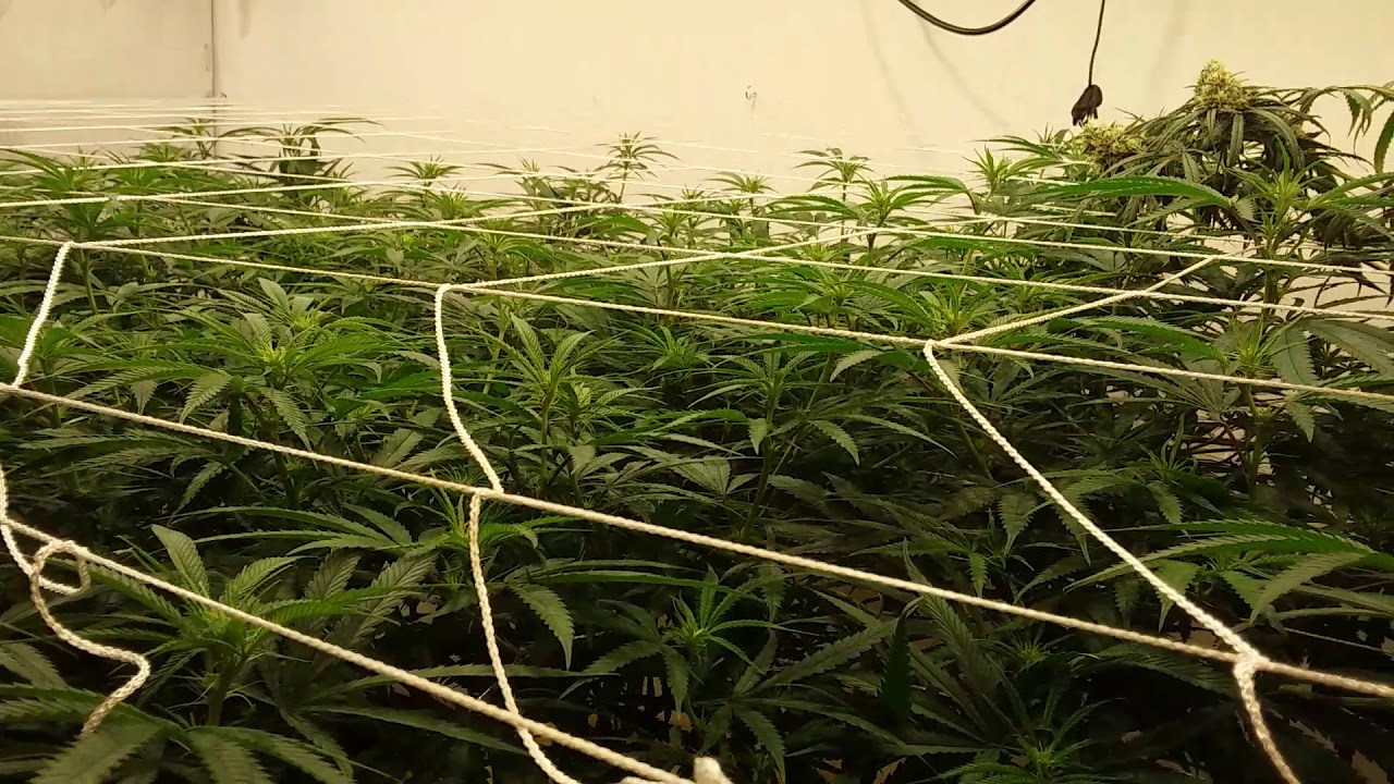 Alien Orange Congolese & Sonic Boom day 10