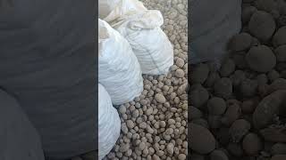 "Перебираю бульбу на зиму 🥔 Життя фермера в селі | Українське село 2025"