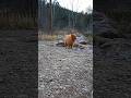 #dog #animals #pets #nature #walking #fun #cute #outdoors #beautiful #water #mountains #adventure