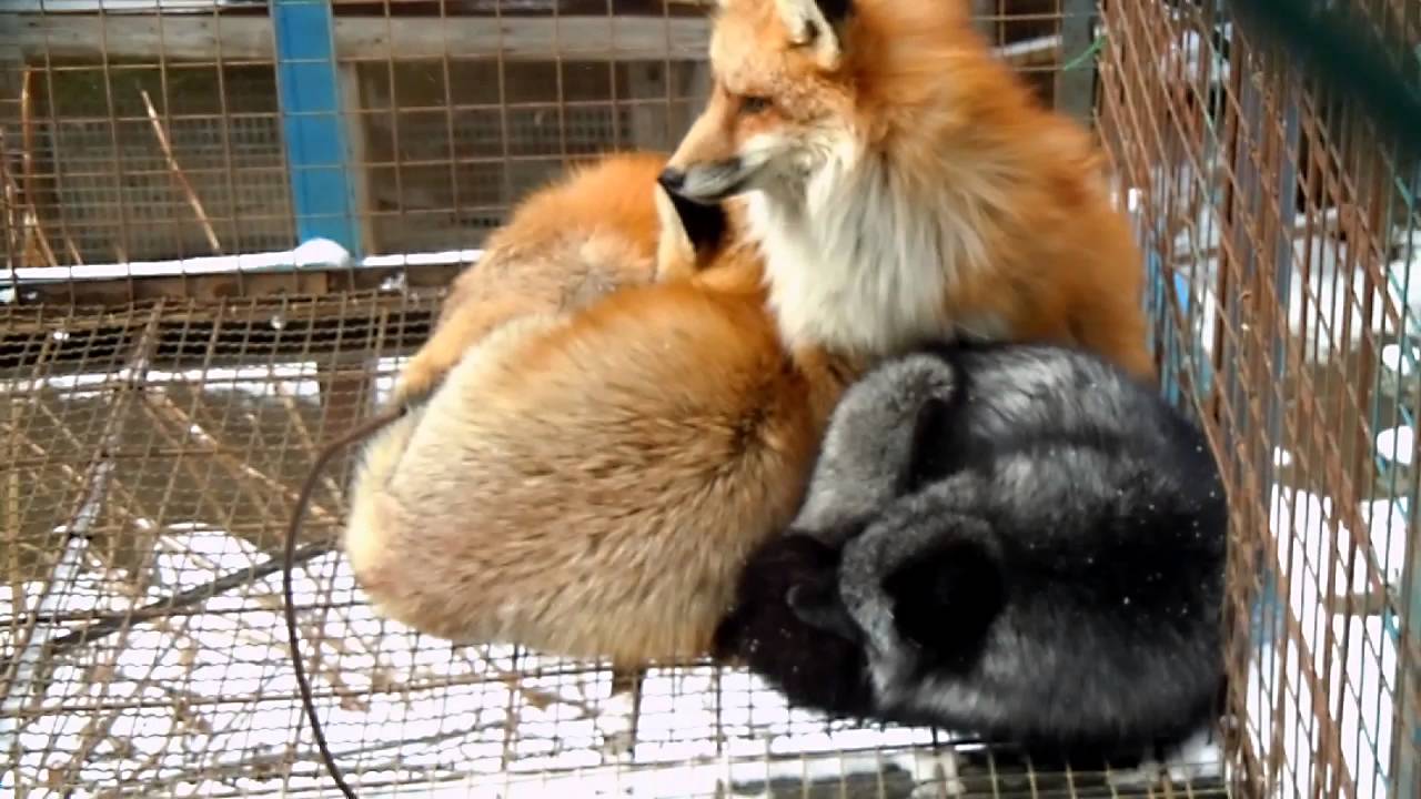 Group Foxes 62