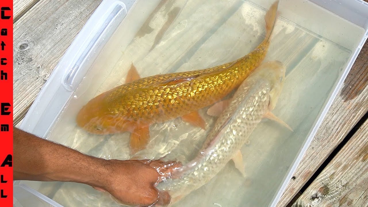 24k GOLD Koi FISH WORTH $1,000s! **BUYING via DARK WEB** - YouTube