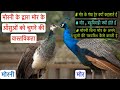 मोरनी के द्वारा मोर के आसुओं को चुगने की वास्तविकता | Mor Ke Aansu | Morni