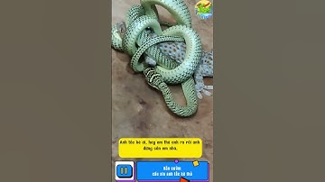 Rắn cườm cầu xin tắc kè  #ran #snake #tintuc #dongvat #animals #pets #funny #tacke