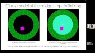 Role of intercellular adhesion in cell migration: A cellular potts model perspective