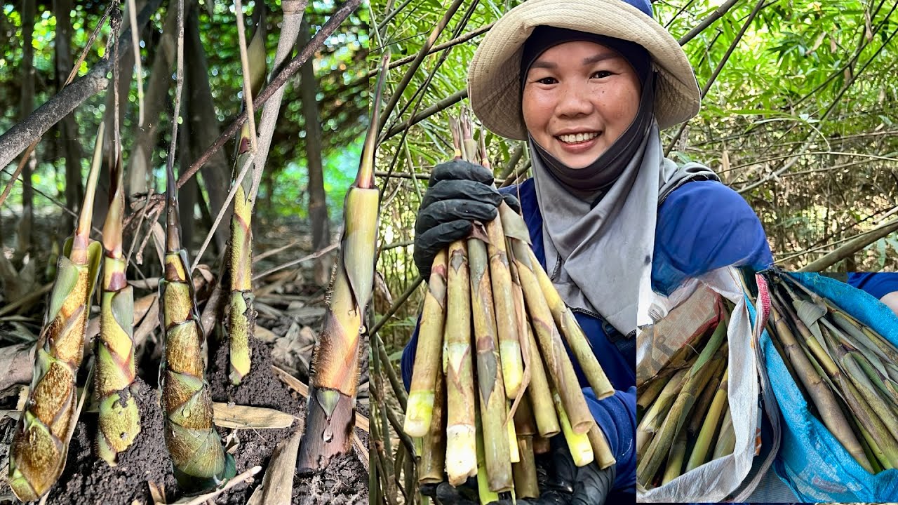 หน่อไม้น้ำหมอกกอนี้เยอะมาก กอเดียวเป็นสิบหน่อจ้า