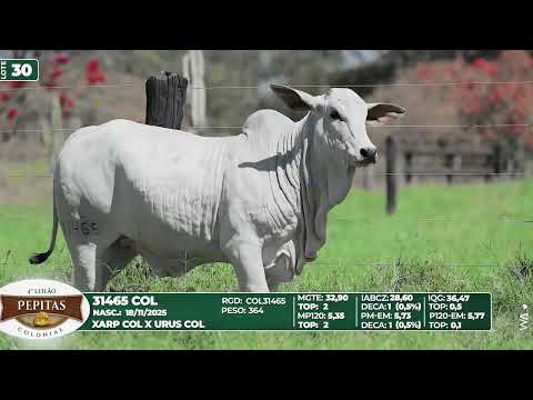 LOTE 30   31465 COL