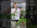 【あるある】植え替え時に出た土のごみってどうやって捨てたらいいの?