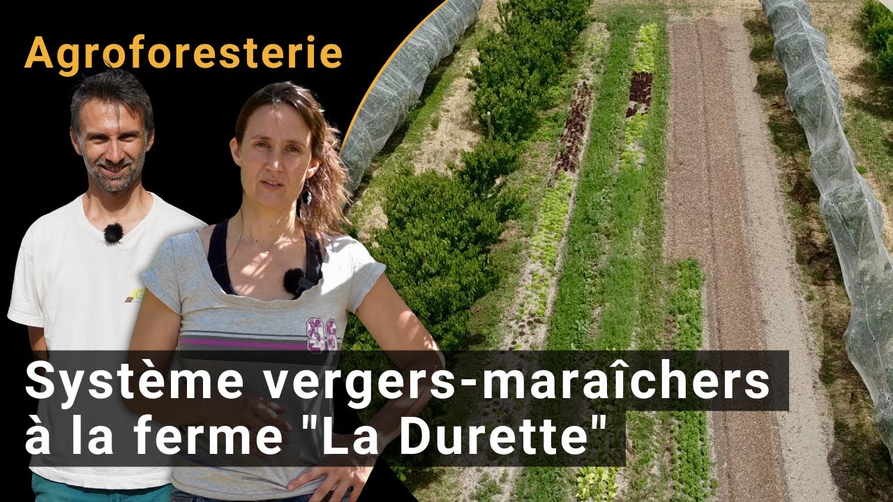 Agroforesterie: Vergers-maraîchers - Vers des systèmes fruitiers plus ...
