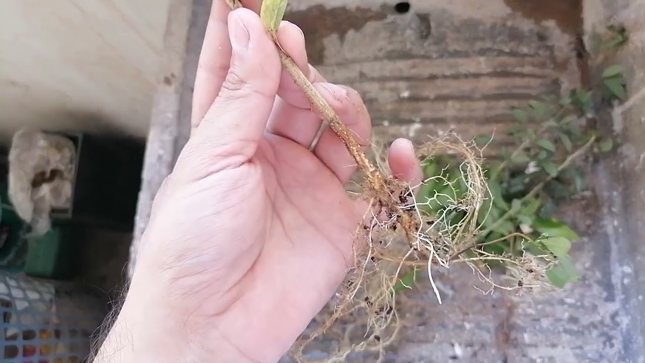 Madras Thorn and Spiny Black Olive Saplings for Bonsai  Bonsai from Scratch