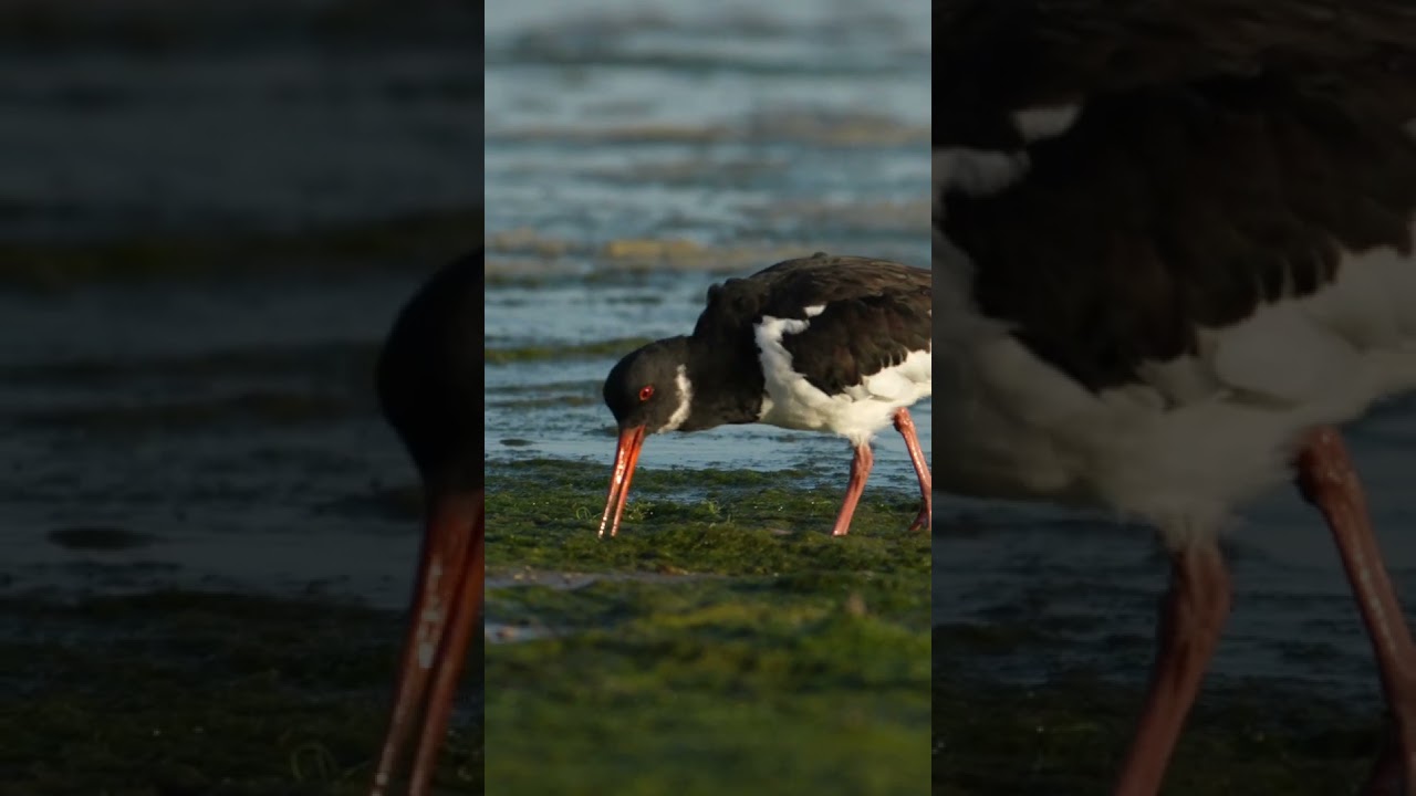 Watch This Oystercatcher Score the Ultimate Beach Feast