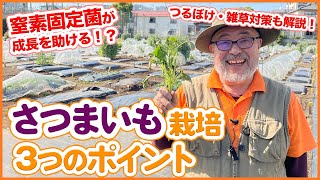 5月植えにおすすめ！大人気のさつまいも栽培の３つのコツ！？初心者でも簡単な育て方の重要ポイントを解説！植え方の違いも紹介【家庭菜園】【つるぼけ】