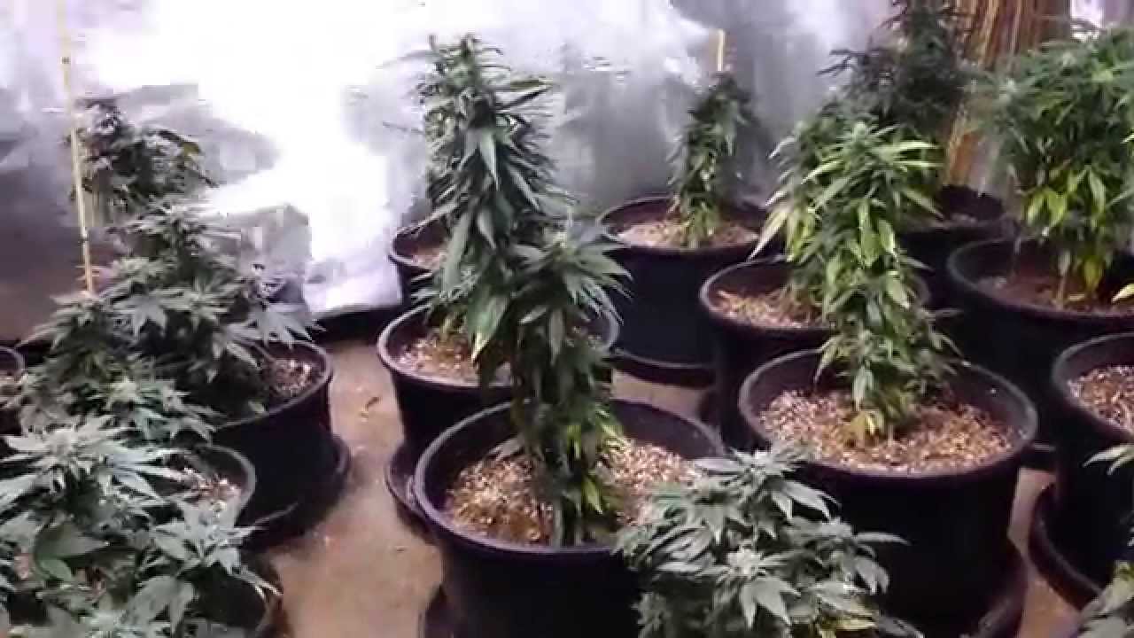 Growing cannabis medicine , home grown.