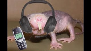 6/9/2022 Stream Highlights (Scambaiting)